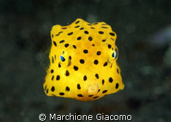 Yellow box
Nikon D200, 60 micro,twin strobo
Lembeh stra... by Marchione Giacomo 